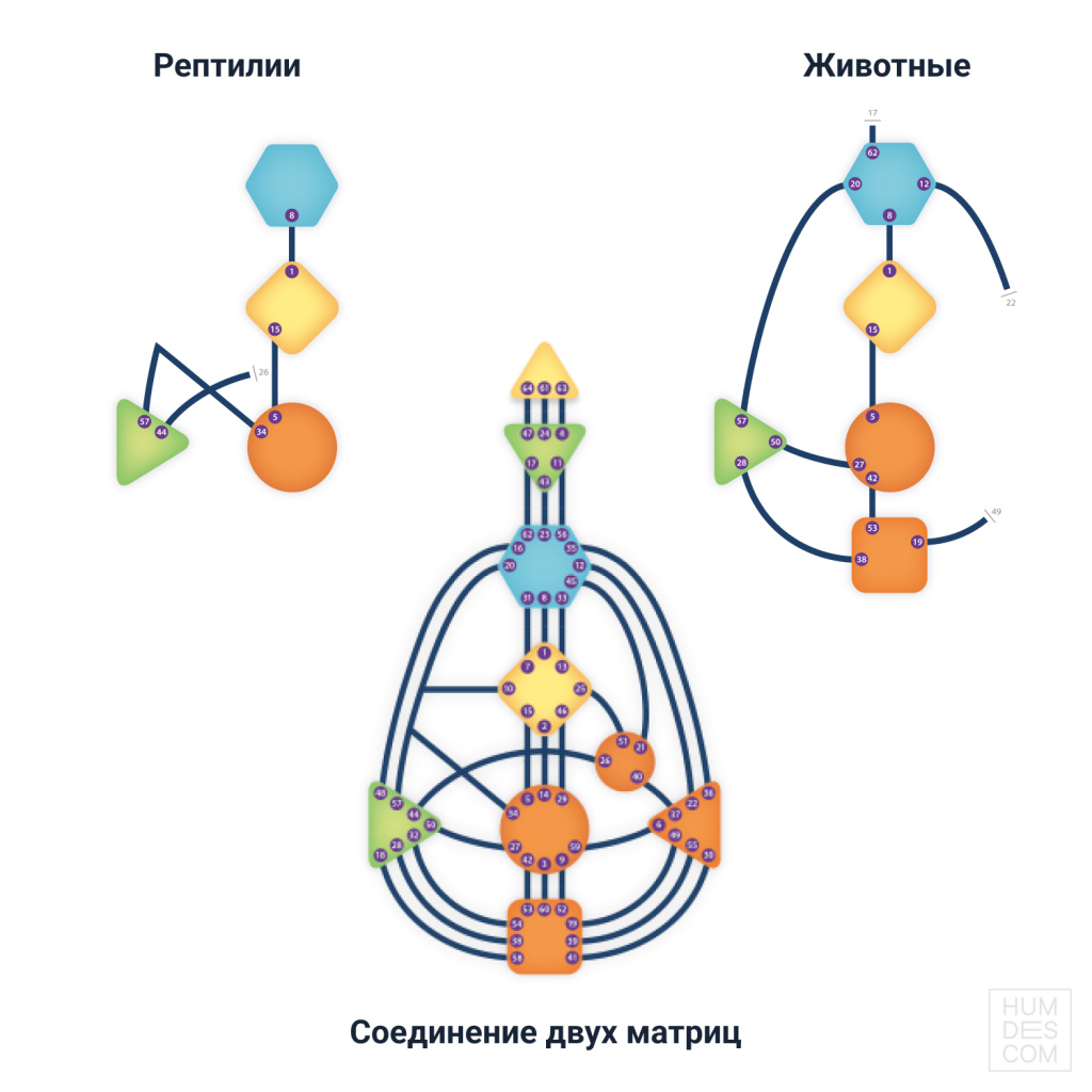 Соединение млекопитающих и рептилий - человек - квадрат