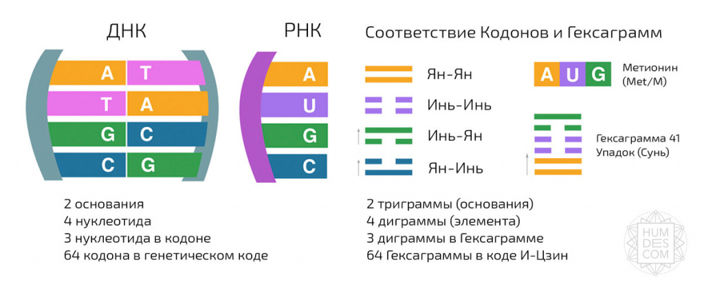 ДНК и гексаграммы