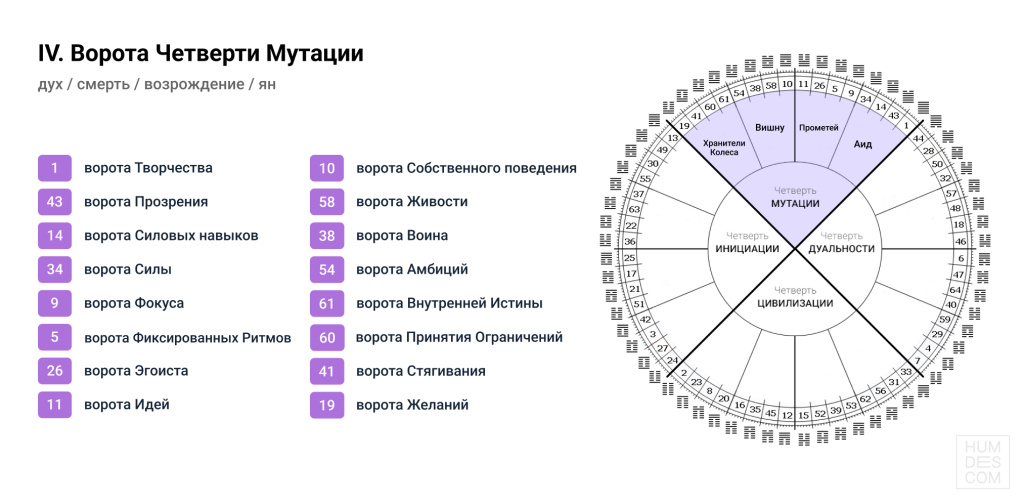 четверть мутации.jpg