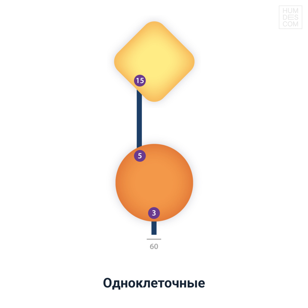 Одноклеточные