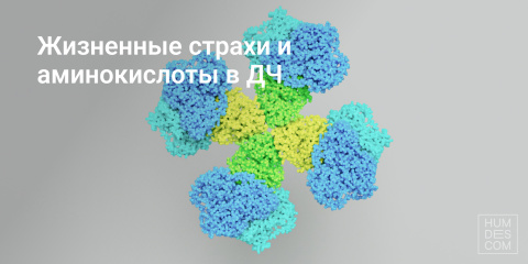 Жизненные страхи и аминокислоты в ДЧ